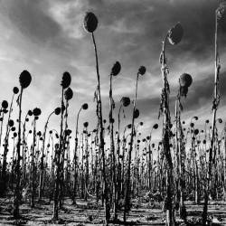 Vinyl Dead Can Dance – Anastasis, PIAS, 2016, 2LP